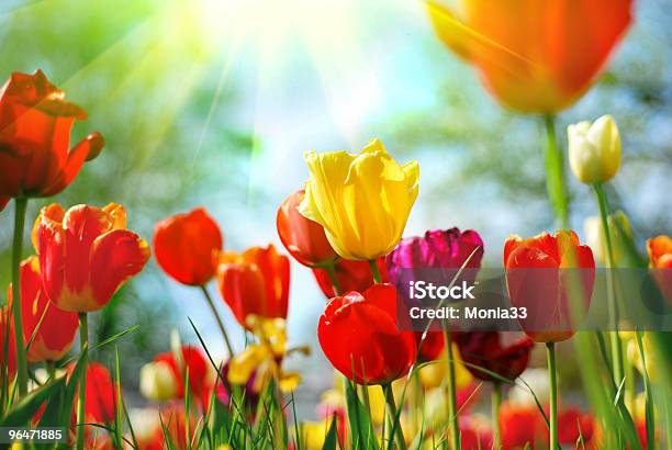 Belle Tulipani - Fotografie stock e altre immagini di Tulipano - Tulipano, Primavera, Campo