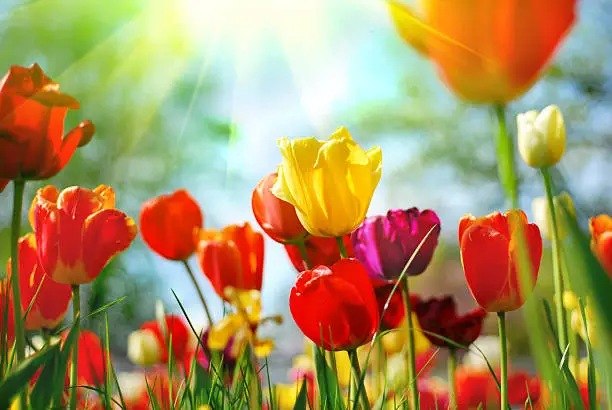 Photo of Beautiful tulips