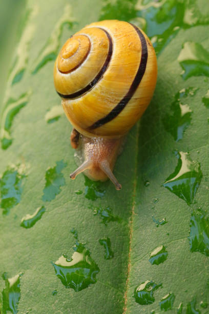 istock small yellow snail crawls on a wet green leaf 964718884