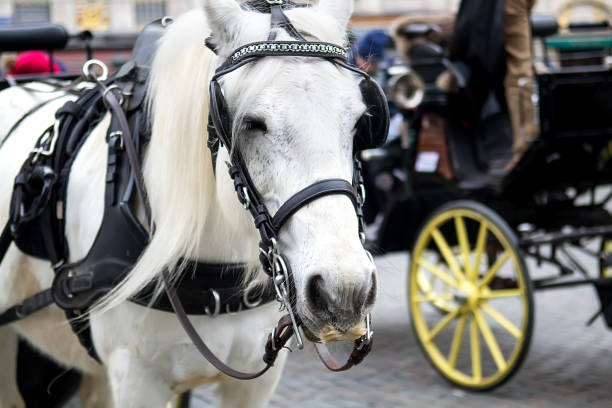 istock Horse carriage Brussels 964718952