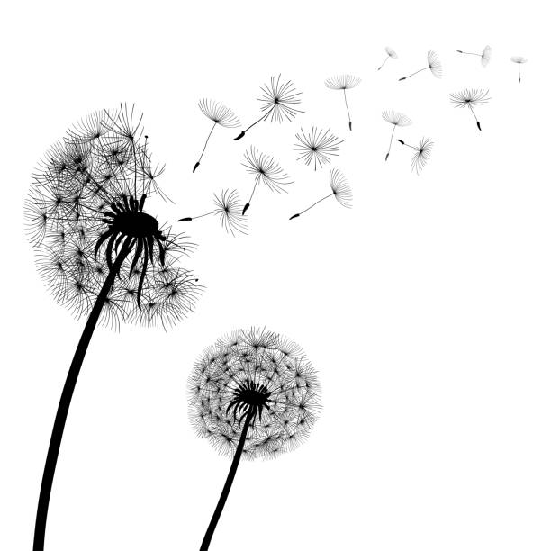 istock Abstract black Dandelions, dandelion with flying seeds – stock vector 964719516