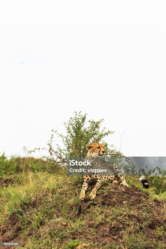 Gepardi kukkulalla. Näkymä savannissa. Masai Mara, Kenia - Rojaltivapaa avainsanalla African Cheetah ja tyyppiä Kuvapankin valokuva