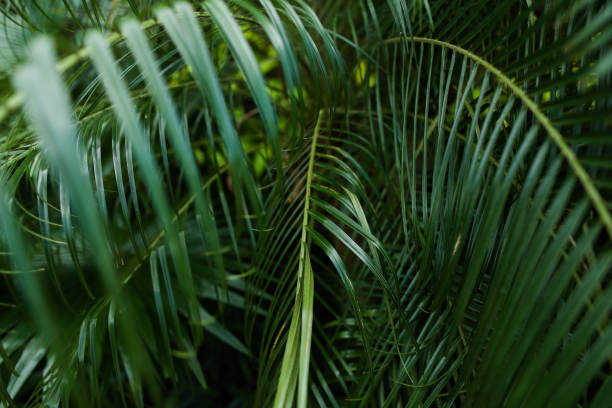 istock Palm green foliage background photo 964725272