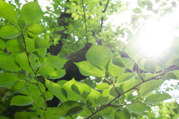 istock Sunlight and light falling on the fresh green leaves 964725546