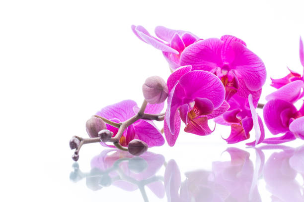 beautiful Phalaenopsis orchid flowers, isolated on white background