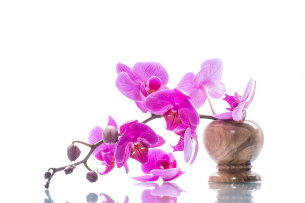 istock beautiful Phalaenopsis orchid flowers 964725698