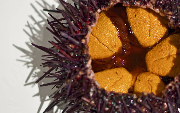 uni,sea urchin uni,sea urchin sea urchin stock pictures, royalty-free photos & images