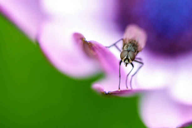 istock Fly on purple flower petal 964728828