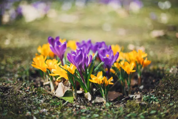 Crocus flowers photo composition and defocused background