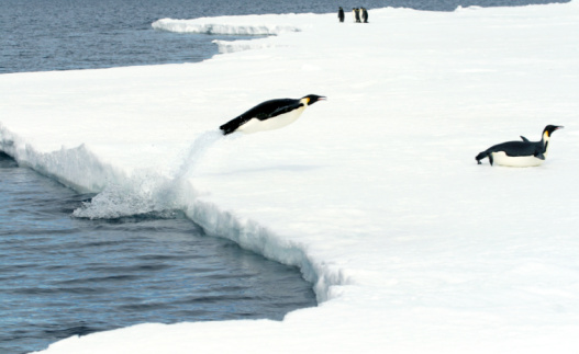 Two Gentoo Penguins (Pygoscelis papua), porpoise over the waves of the Southern Ocean channels surrounding the Antarctic Peninsula, near Paradise Bay, a favourite cruise-ship location during the Antarctic summer.