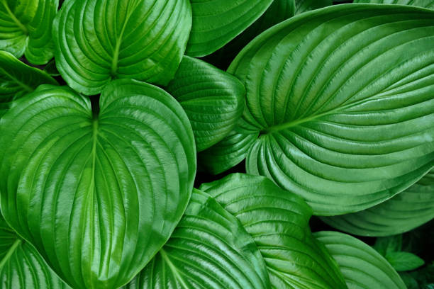 istock Green Leafs in garden background. 964736860