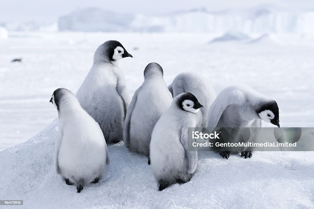 Pinguim-imperador chicks - Royalty-free Animal Foto de stock