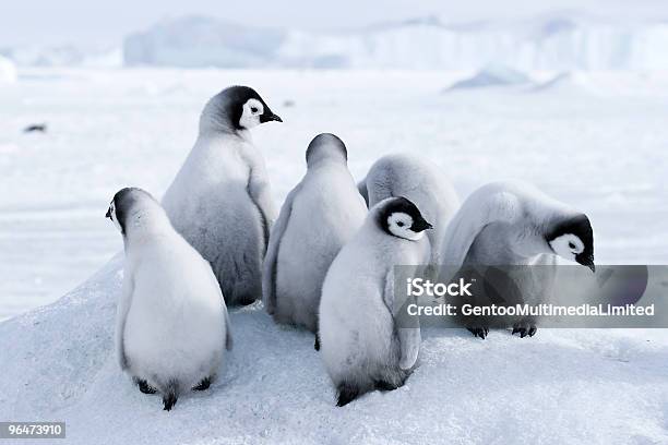 Pinguimimperador Chicks - Fotografias de stock e mais imagens de Animal - Animal, Antártida, Ao Ar Livre