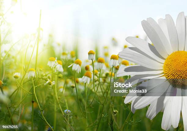 Summer Wildflowers During The Day Stock Photo - Download Image Now - Daisy, Backgrounds, Chamomile Plant