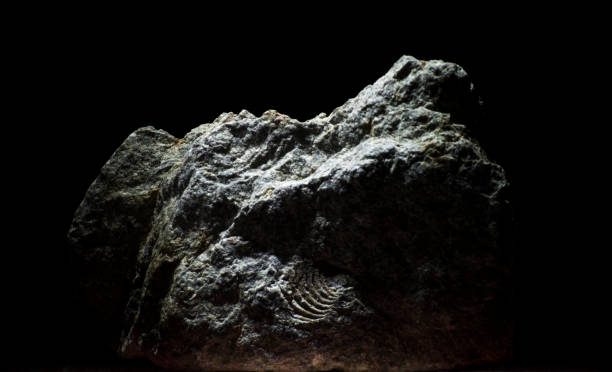 istock Low key studio shot of rock with fossil 964742550