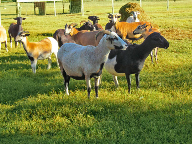 istock Herd of goats (Texan sheep) on a ranch in Texas. 964743126