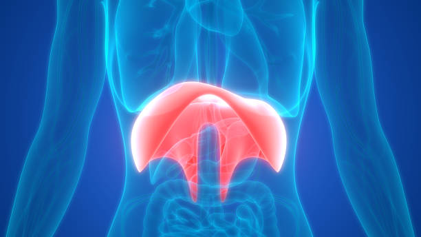 istock Human Body Organs Diaphragm Anatomy 964749066