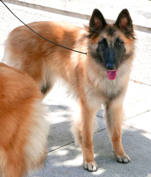 istock Dogs of Choice 964749206
