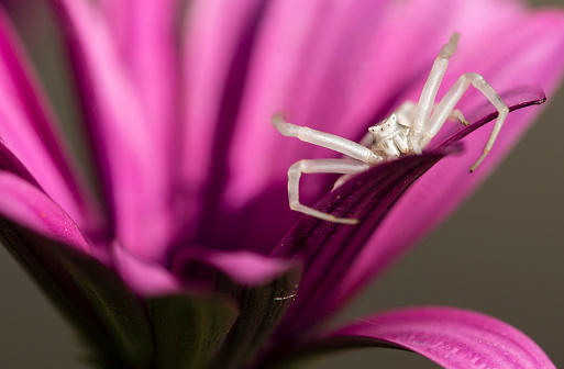 Goldenrod crab spider (Misumena vatia), a spider sits in ambush on the petals of an echinacea flower