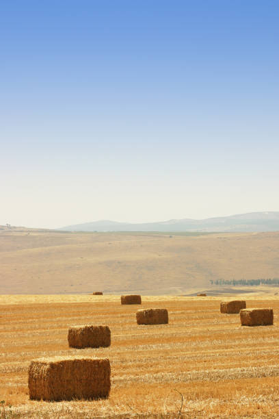istock Yellow field right after the harvest with blue skies 96475780