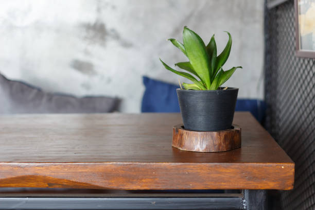 istock Plants in vases on wooden table 964758184