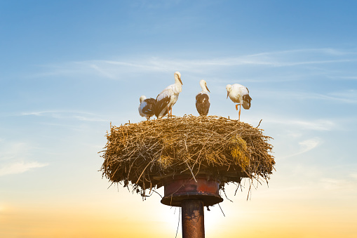 stork nest on a high post on a sunset background