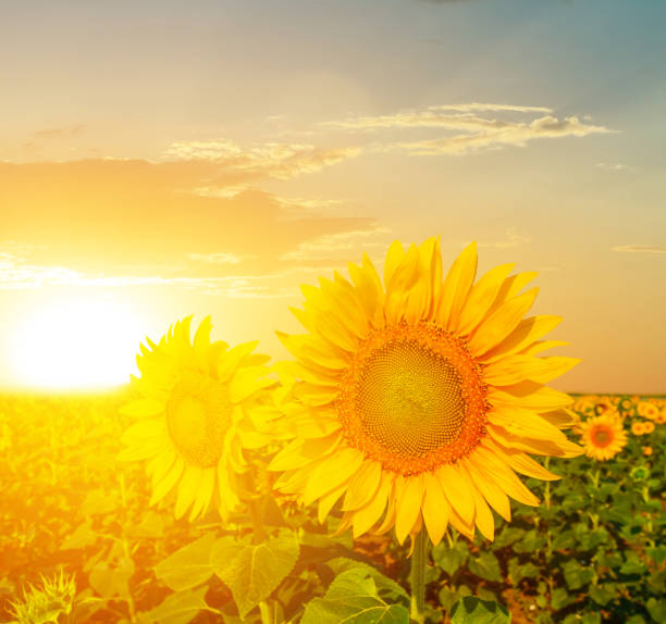 istock summer sunflower field at the sunset 964758650