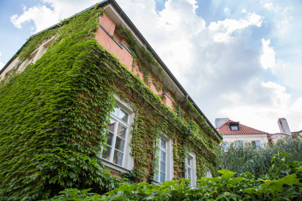 istock Virginia creeper covering a house 964763036
