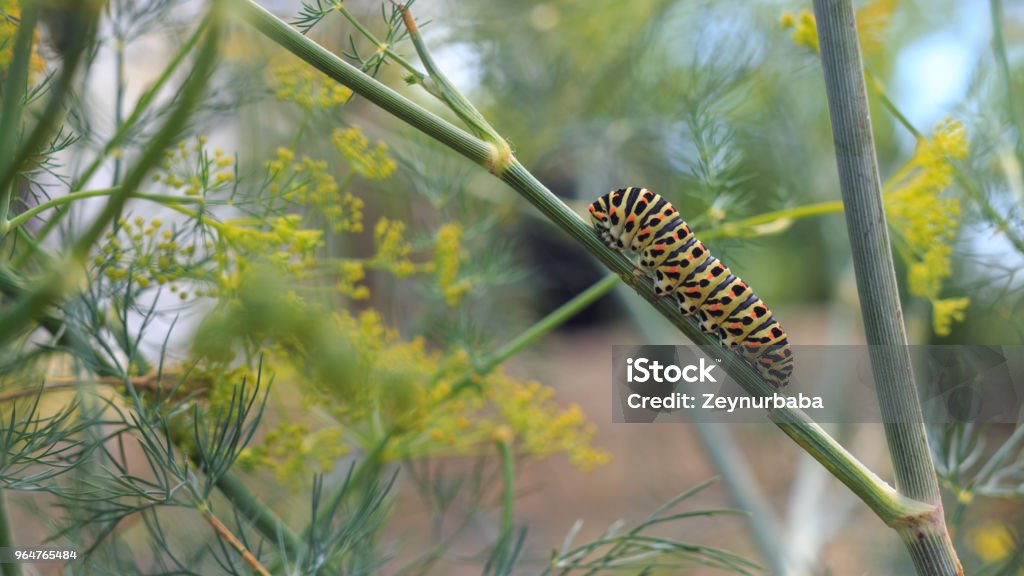 Papilio machaonin catterpillar lähestyy viime päiviään toukkana. Ryömin fenkolin päällä. - Rojaltivapaa avainsanalla Azerbaidžan ja tyyppiä Kuvapankin valokuva