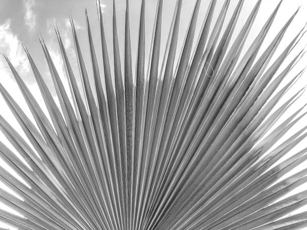 istock Close up of a tropical palm tree. Abstract palm texture for nature background 964771126