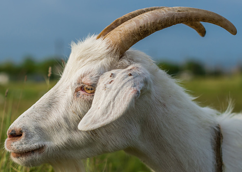 Ticks attached to the ear of a white domestic goat. Selective focus.