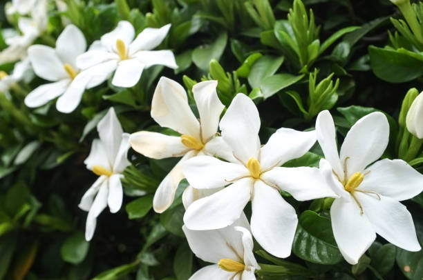 gardenia blumen in voller blüte - gardenie stock-fotos und bilder