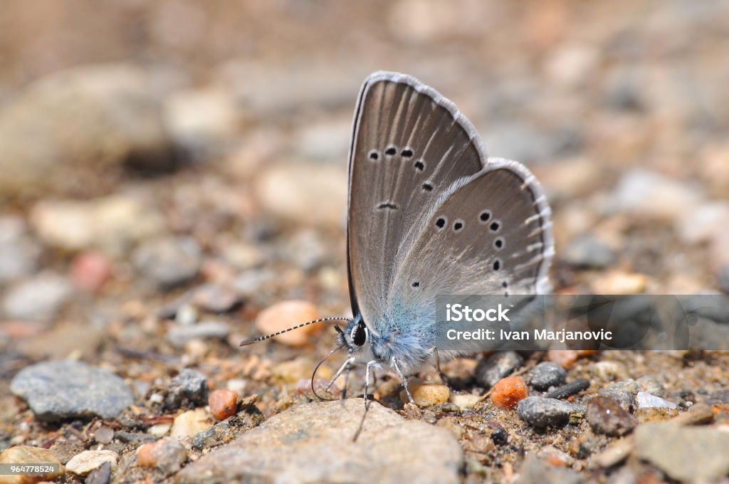 Cyaniris semiargus, Mazarine Sininen perhonen - Rojaltivapaa avainsanalla Aamu ja tyyppiä Kuvapankin valokuva