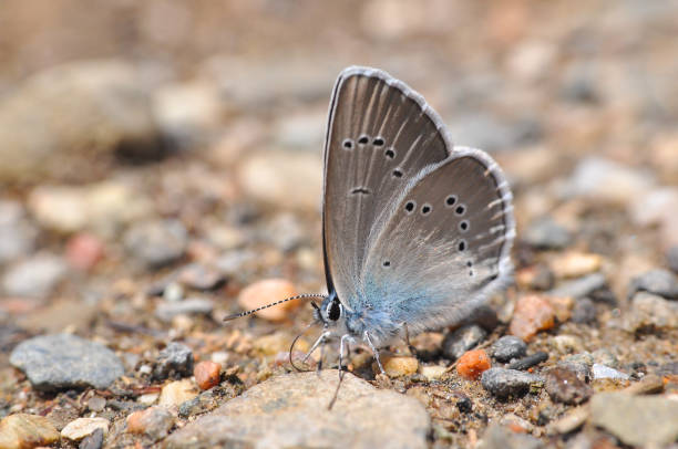 istock Cyaniris semiargus, Mazarine Blue butterfly 964778524