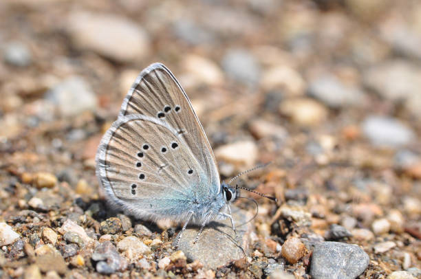 istock Cyaniris semiargus, Mazarine Blue butterfly 964778544
