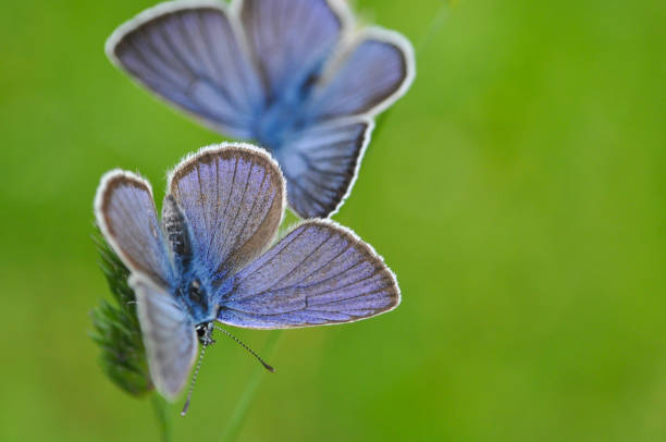 istock Cyaniris semiargus, Mazarine Blue butterfly 964778808