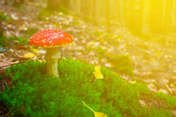 closeup red flyagaric mushroomgrowth through a moss in a sunlight