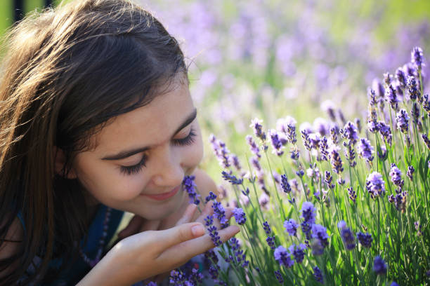 istock Daydreaming about lavender flowers 964779110