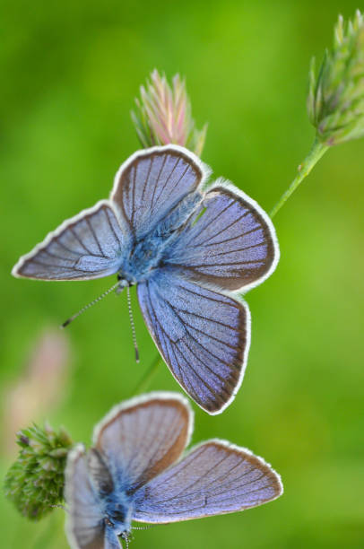 istock Cyaniris semiargus, Mazarine Blue butterfly 964779166