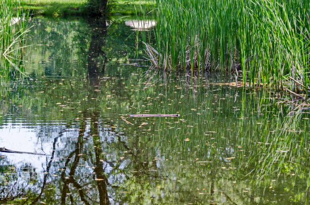 istock Springtime green and fresh reed, Phragmites communis or rush and tree with reflection on a beauty  lake in South park 964781920