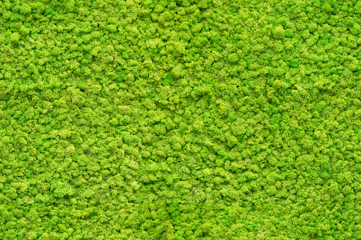 cerca sin fisuras textura de musgo verde photo