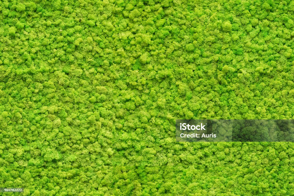seamless close up green moss texture Moss Stock Photo