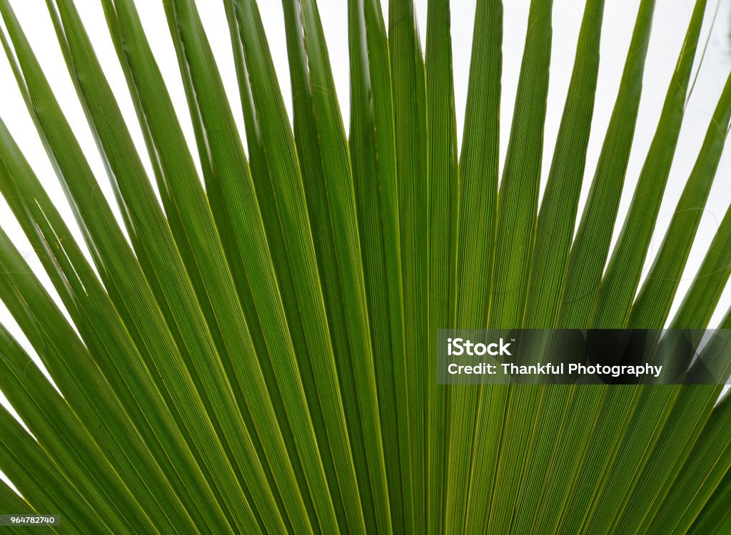 Vihreän palmunlehden rakenne - Rojaltivapaa avainsanalla Abstrakti ja tyyppiä Kuvapankin valokuva