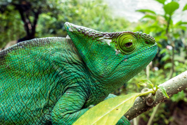 istock Malagasy Giant Chameleon / Furcifer oustaleti 964785100