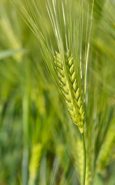 istock green ear of wheat 964785168