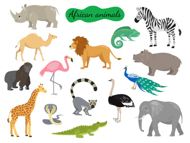 illustrazioni stock, clip art, cartoni animati e icone di tendenza di set di animali africani su sfondo bianco. - chameleon reptile colors living organism