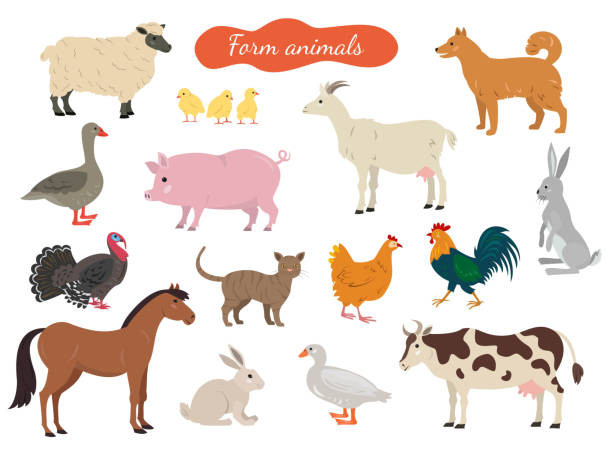 illustrations, cliparts, dessins animés et icônes de ensemble d’animaux de la ferme sur fond blanc. - goat hoofed mammal living organism nature