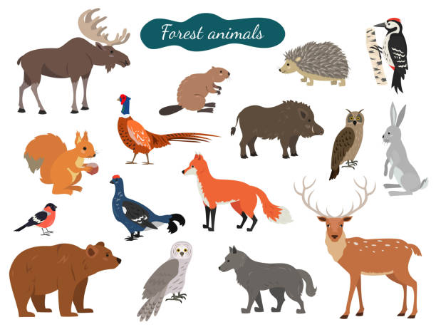 набор лесных животных на белом фоне. - медведь иллюстрации stock illustrations