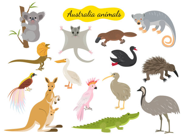 illustrazioni stock, clip art, cartoni animati e icone di tendenza di set di animali australiani su sfondo bianco. - tasmanian animals