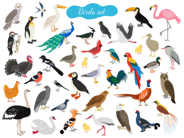 Set of birds on white background. Vector illustration.
